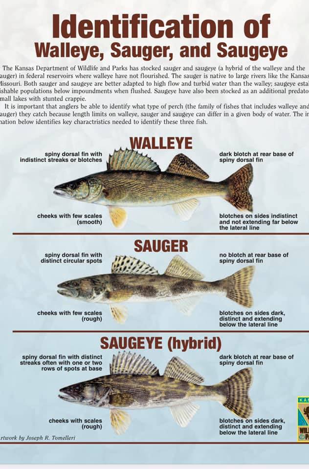 Fish Identification - SCHOOL OF FISH